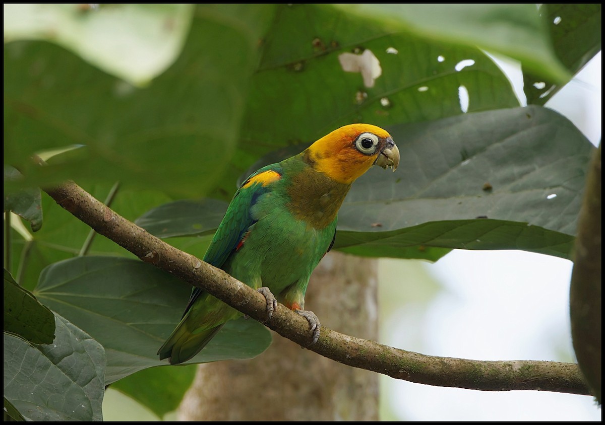 Saffron-headed Parrot - ML644052221
