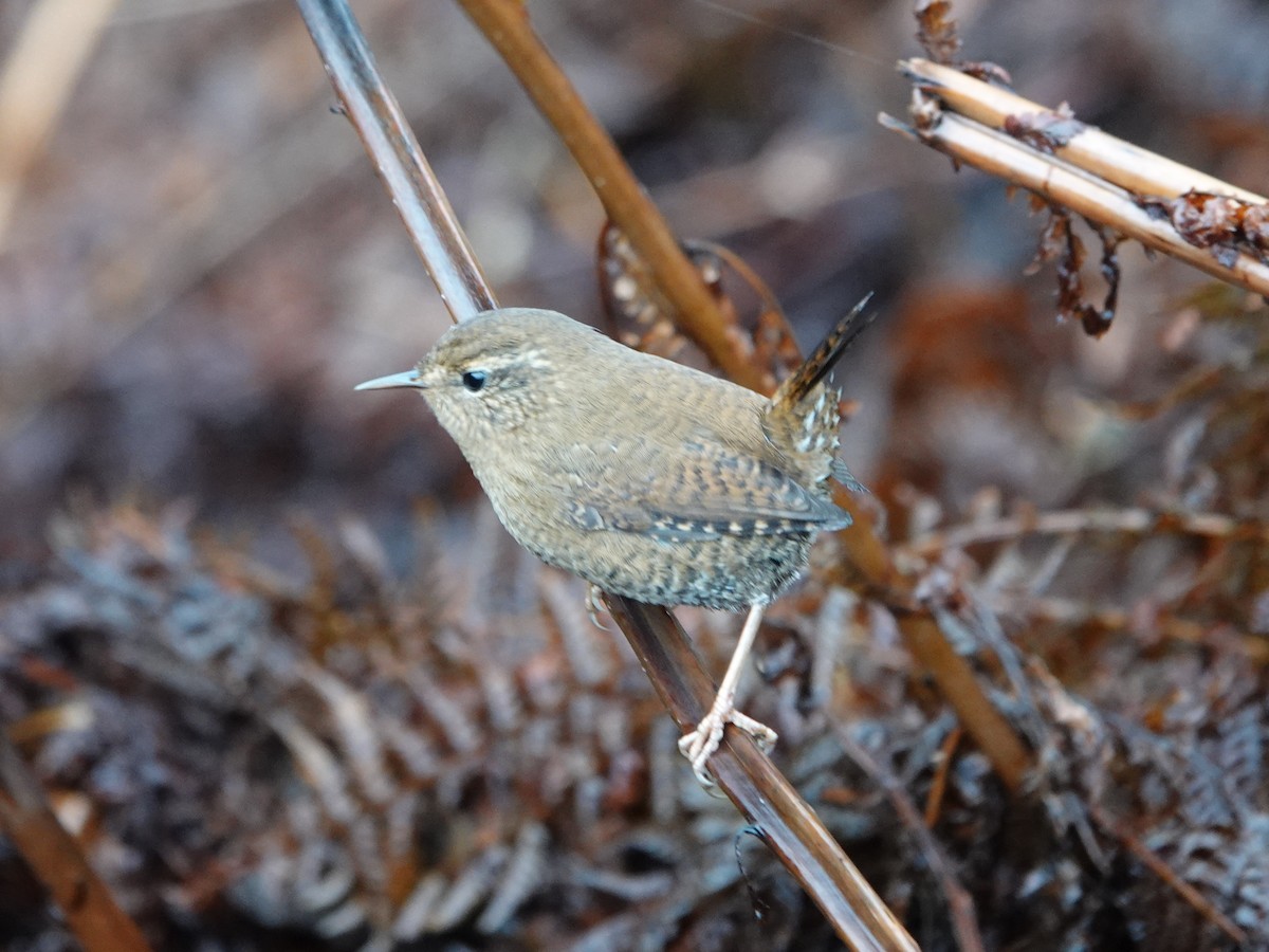Pacific Wren - ML644052231