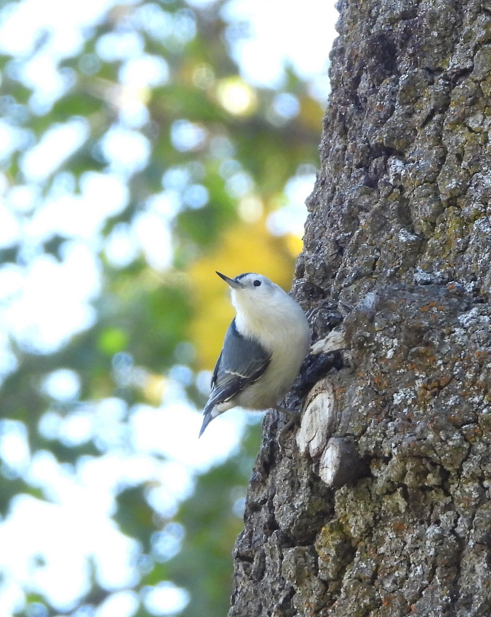 White-breasted Nuthatch - ML644052246