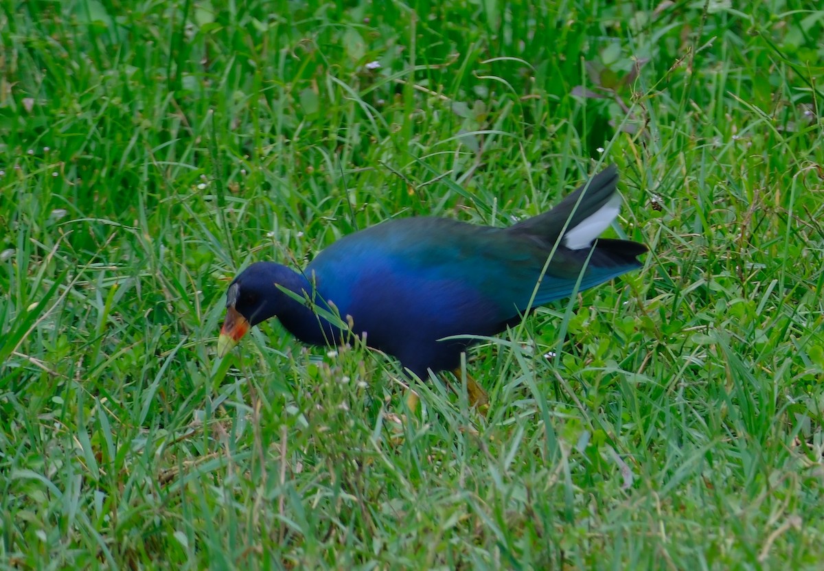 Talève violacée - ML644052250