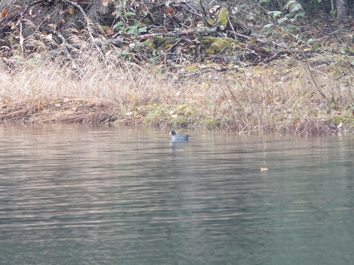 American Coot - ML644052256