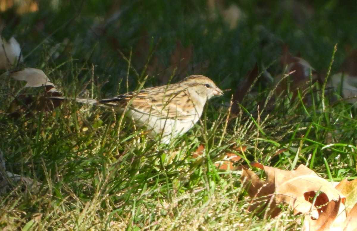 Chipping Sparrow - ML644052257
