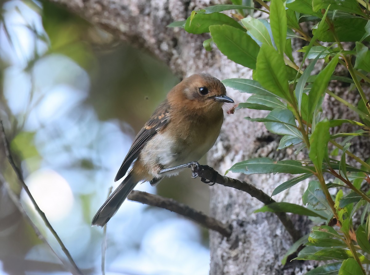Kauai Elepaio - ML644052269