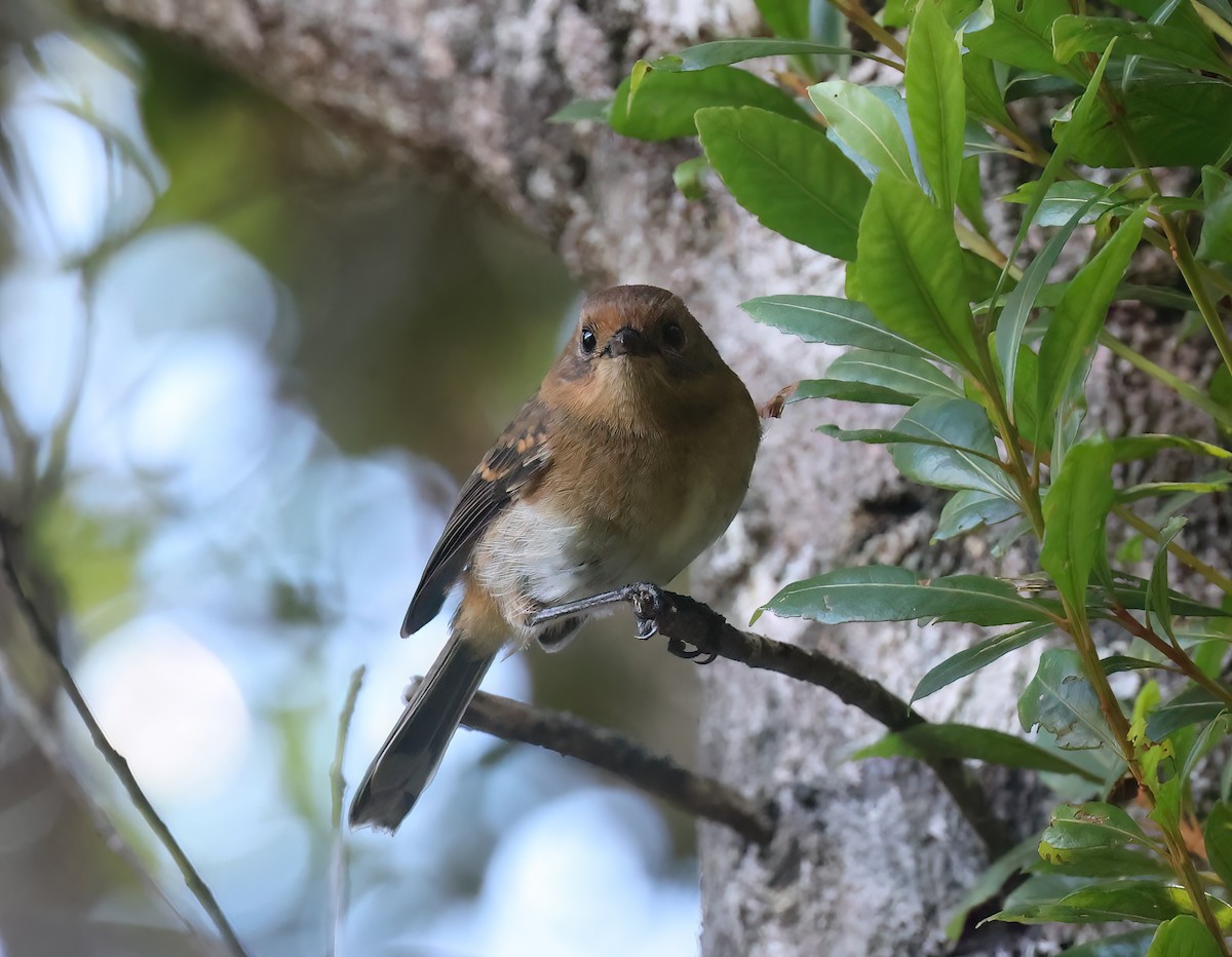 Kauai Elepaio - ML644052270