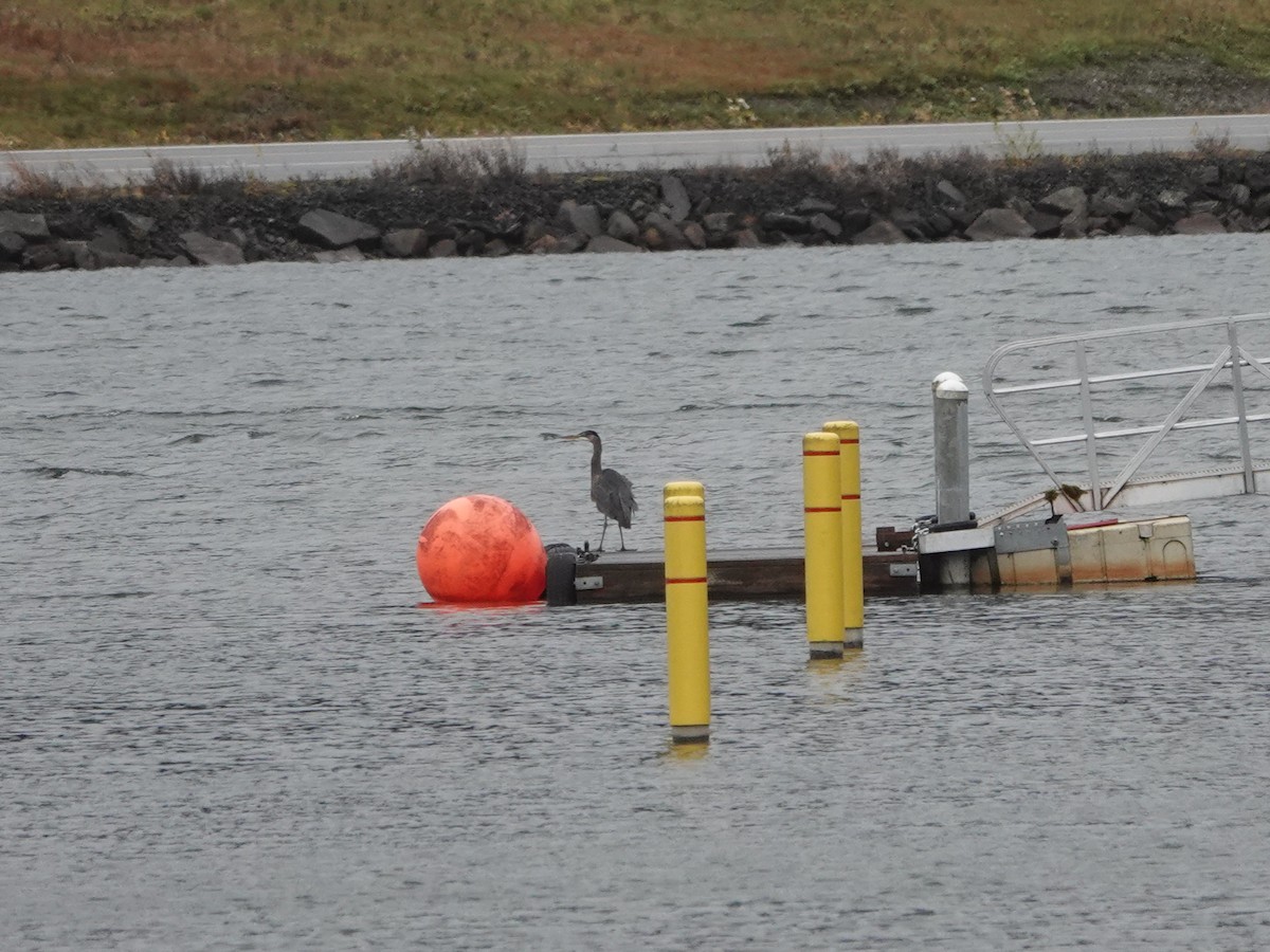 Great Blue Heron - ML644052286