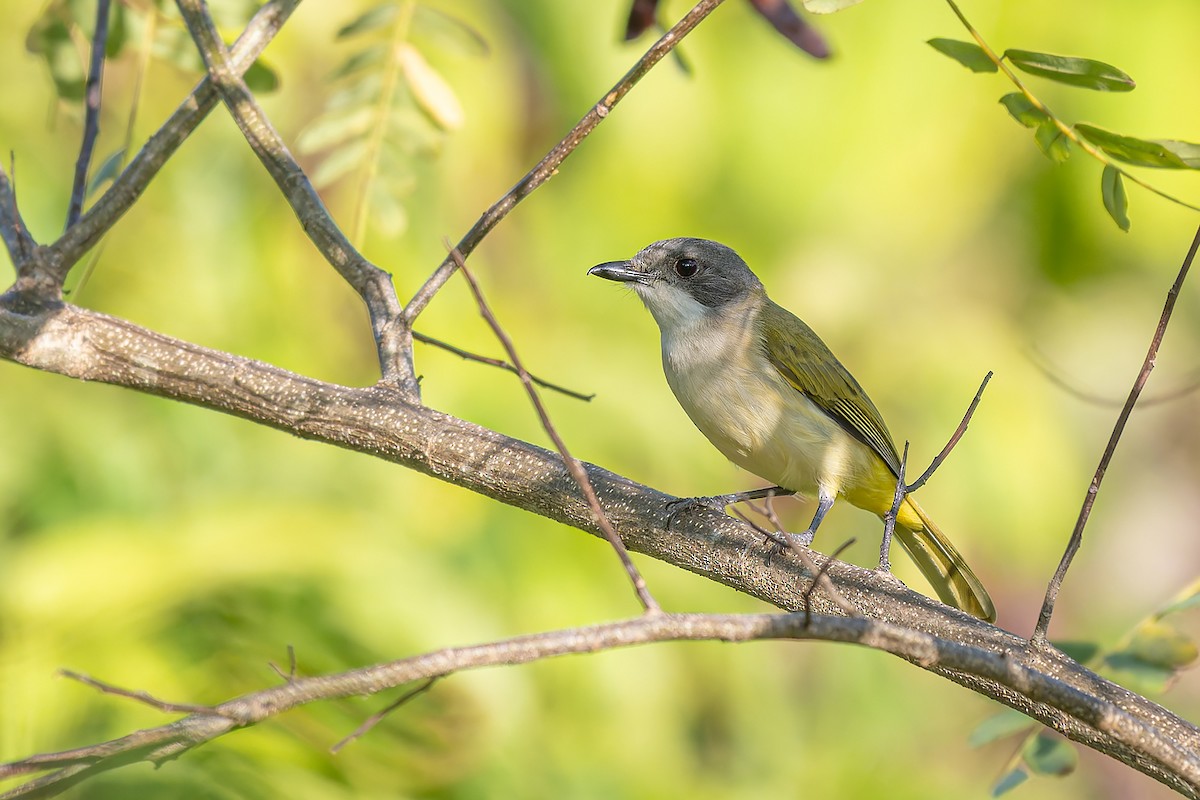 Selayar Whistler - ML644052293