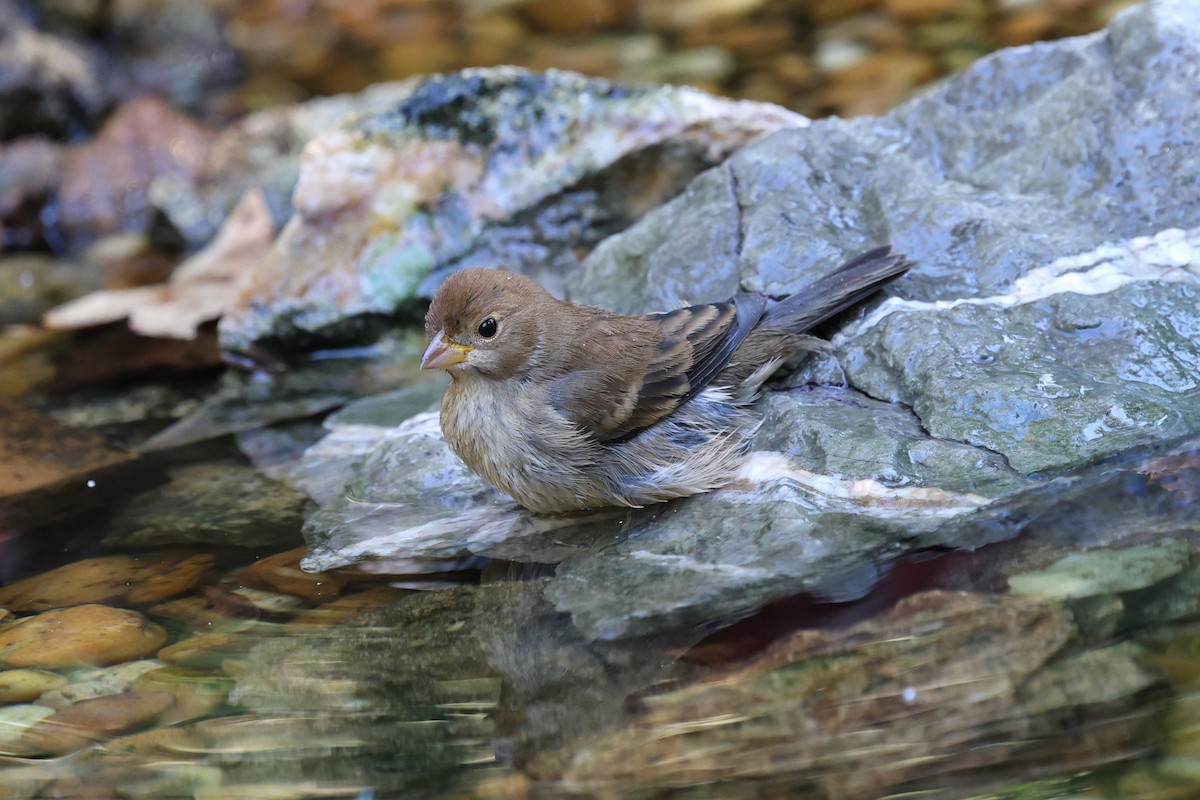 Indigo Bunting - ML644052326