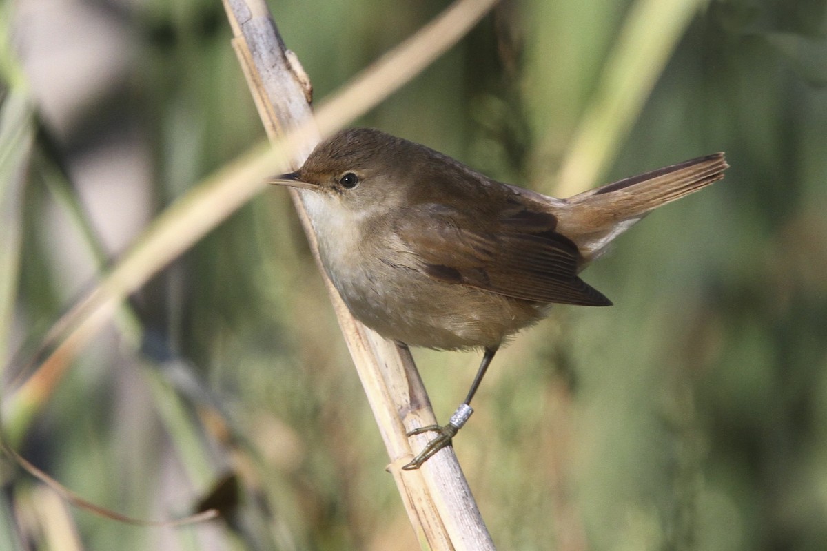 Errekatxindorra - ML644052358