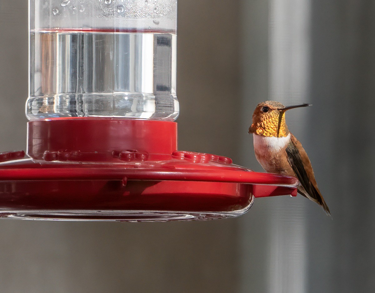 Rufous Hummingbird - ML644052361