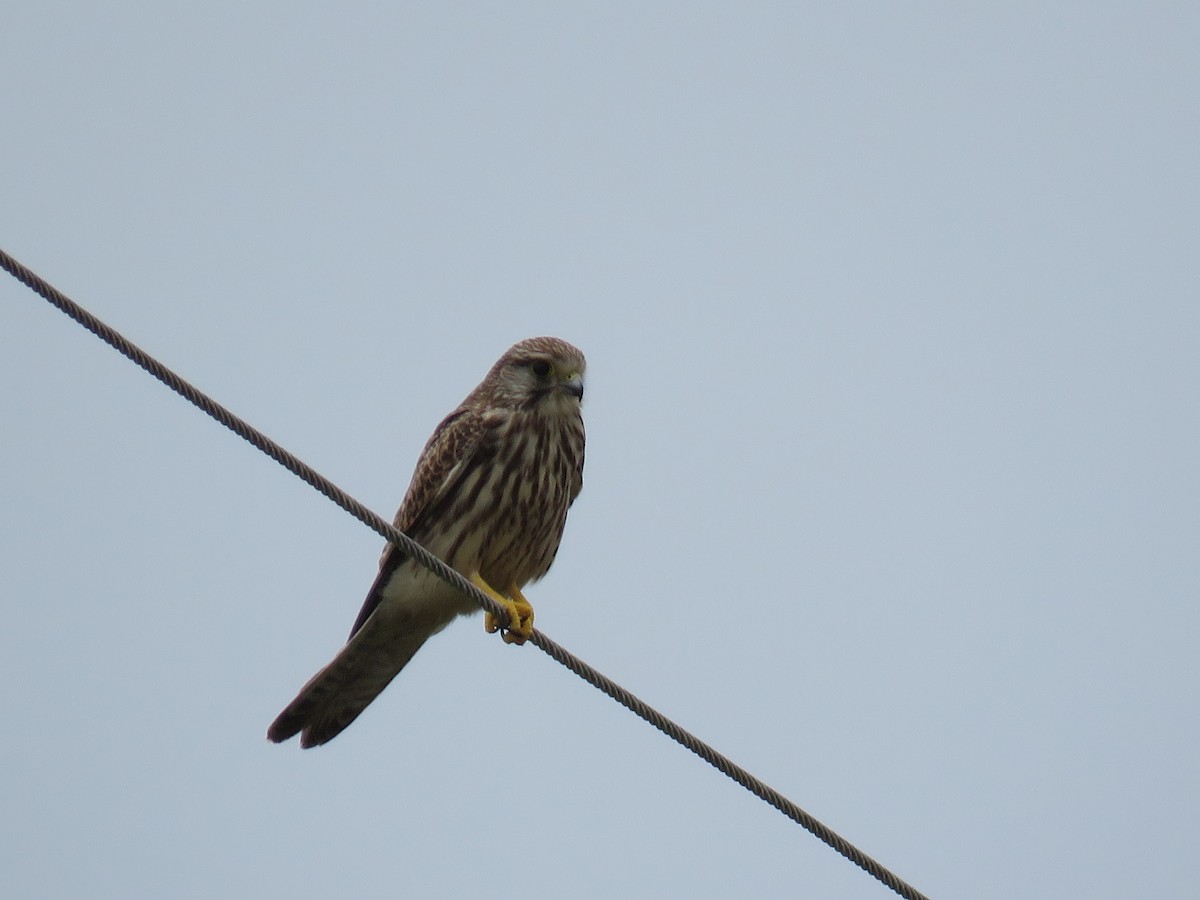 Eurasian Kestrel - ML644052376