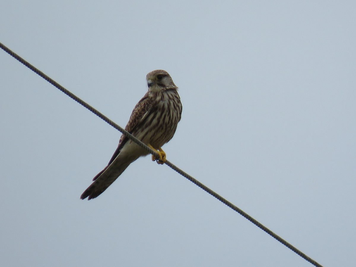 Eurasian Kestrel - ML644052377