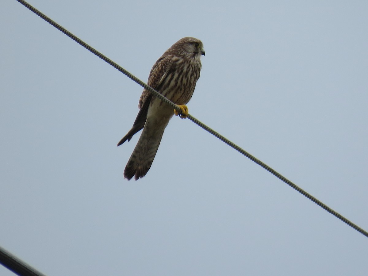 Eurasian Kestrel - ML644052378