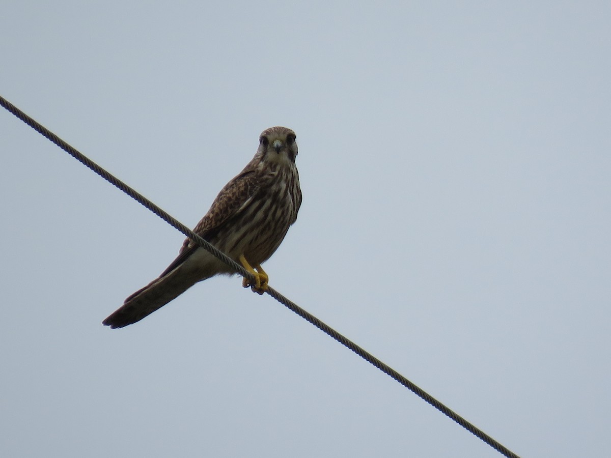Eurasian Kestrel - ML644052379