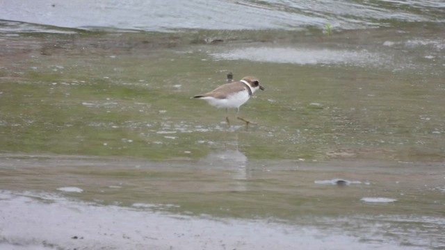 חופמי אמריקני - ML644052402
