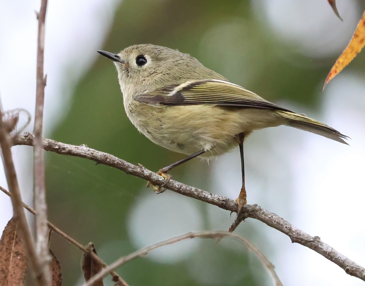 Ruby-crowned Kinglet - ML644052423