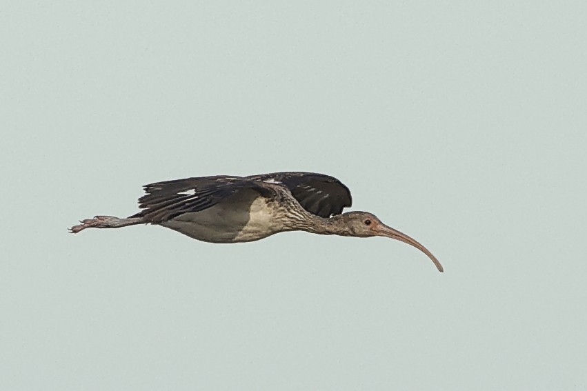 Ibis Blanco - ML644052430