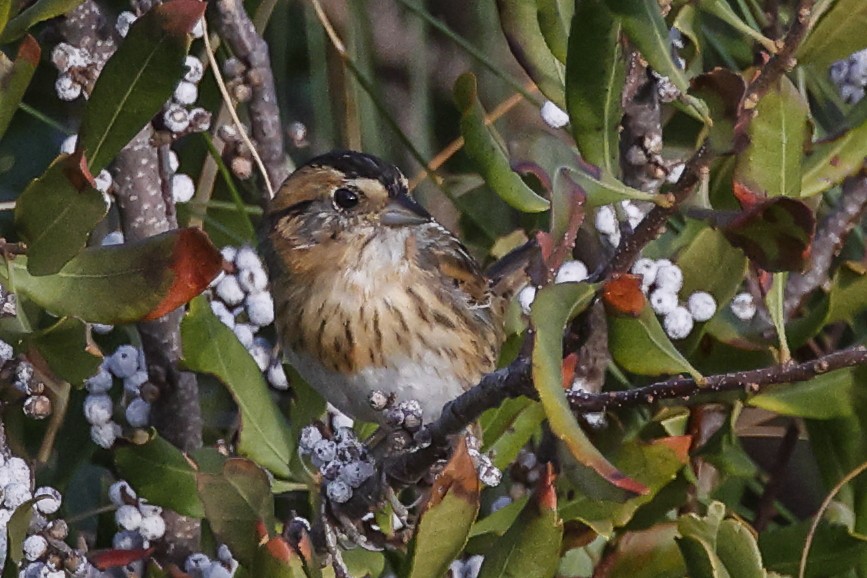 Nelson's Sparrow - ML644052459