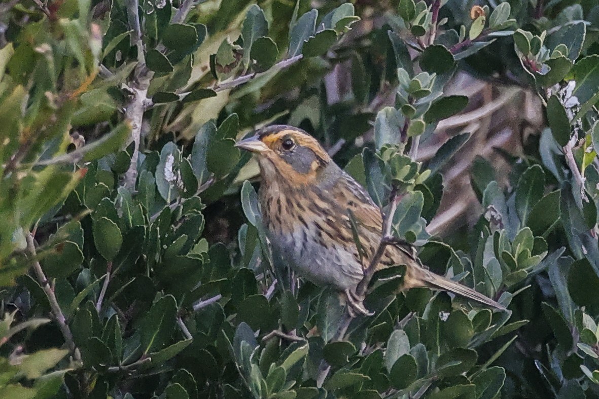 Nelson's Sparrow - ML644052460