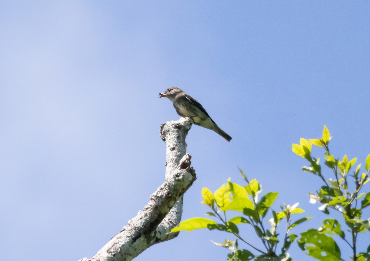 Olive-sided Flycatcher - ML644052463