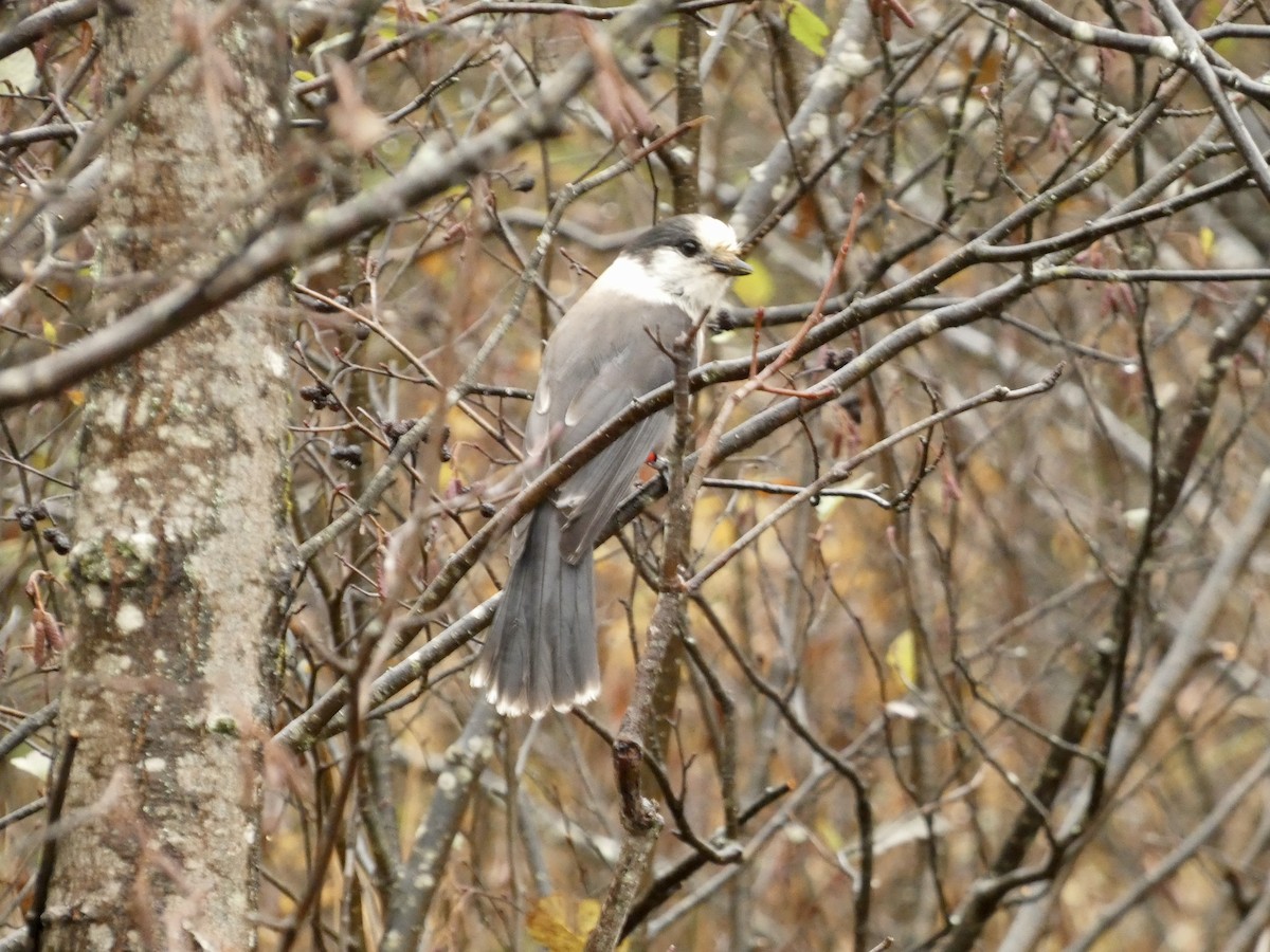 Canada Jay - ML644052477