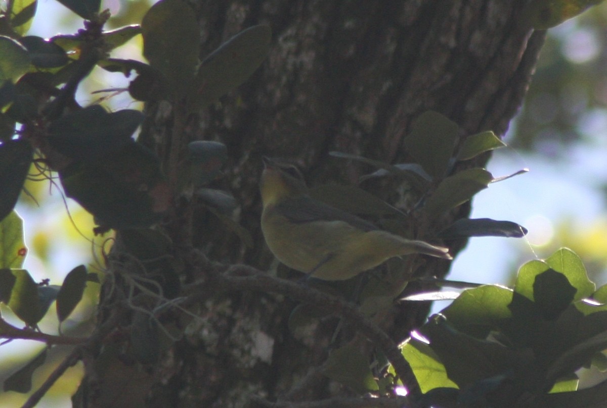 Philadelphia Vireo - ML644052481