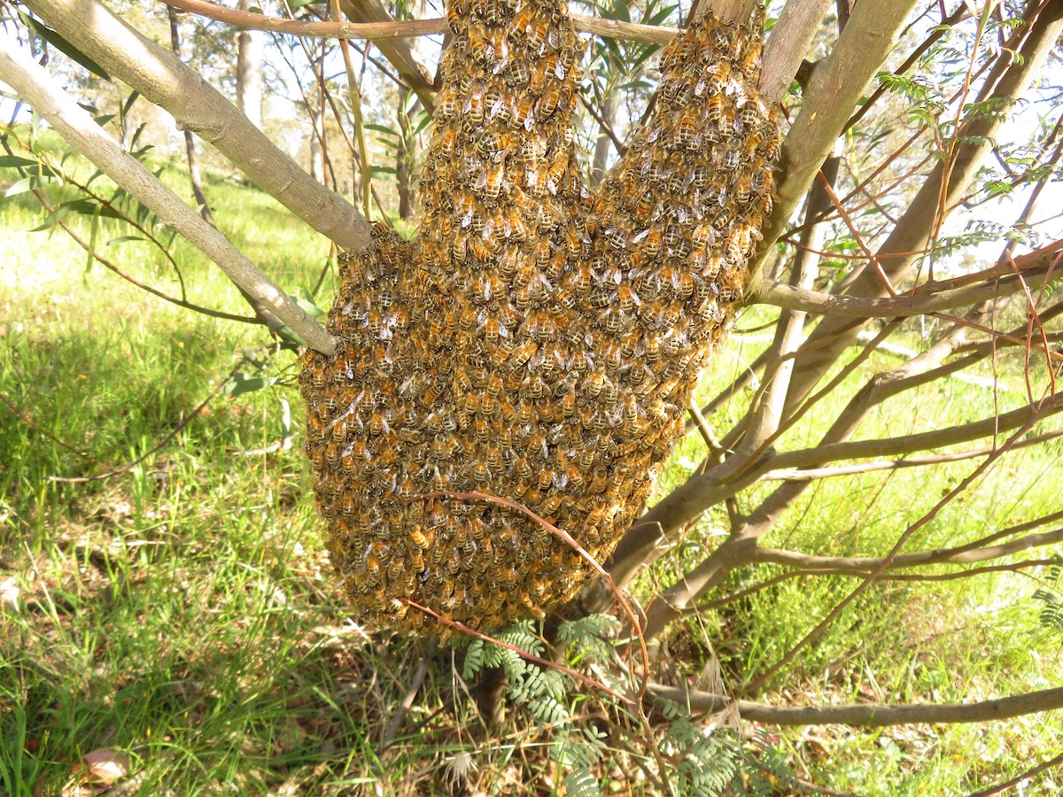 Western Honey Bee - ML644052484