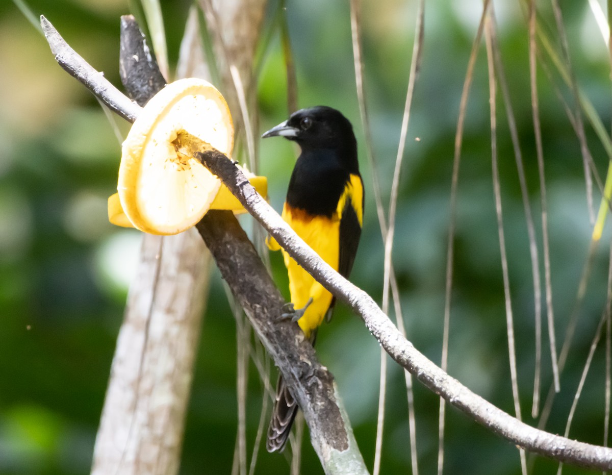 Black-cowled Oriole - ML644052496