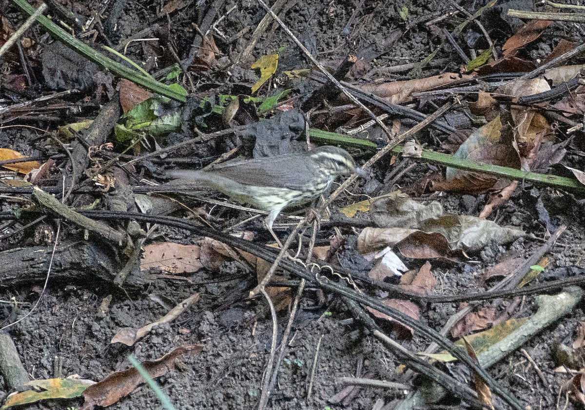 Northern Waterthrush - ML644052500