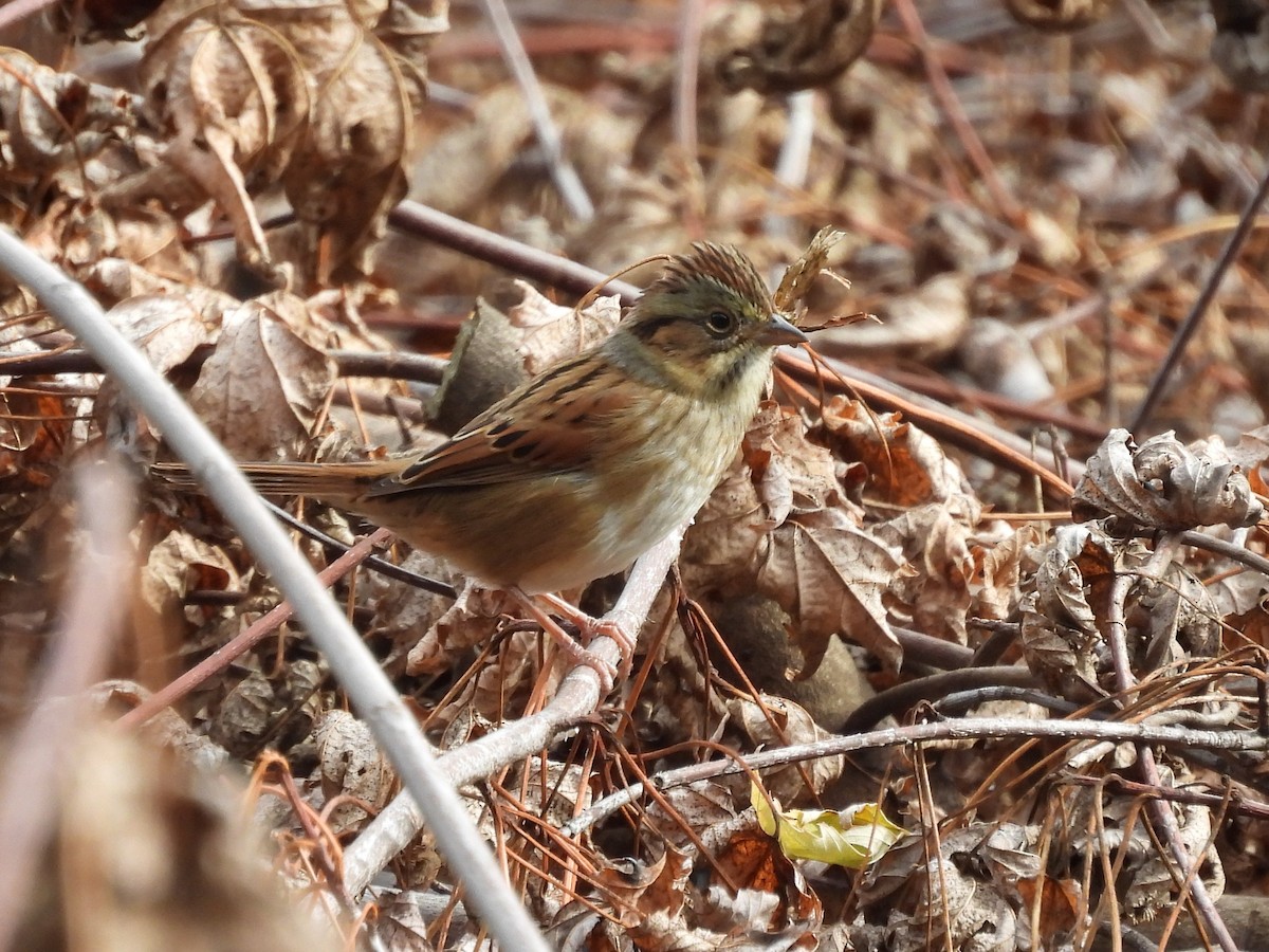 Swamp Sparrow - ML644052503
