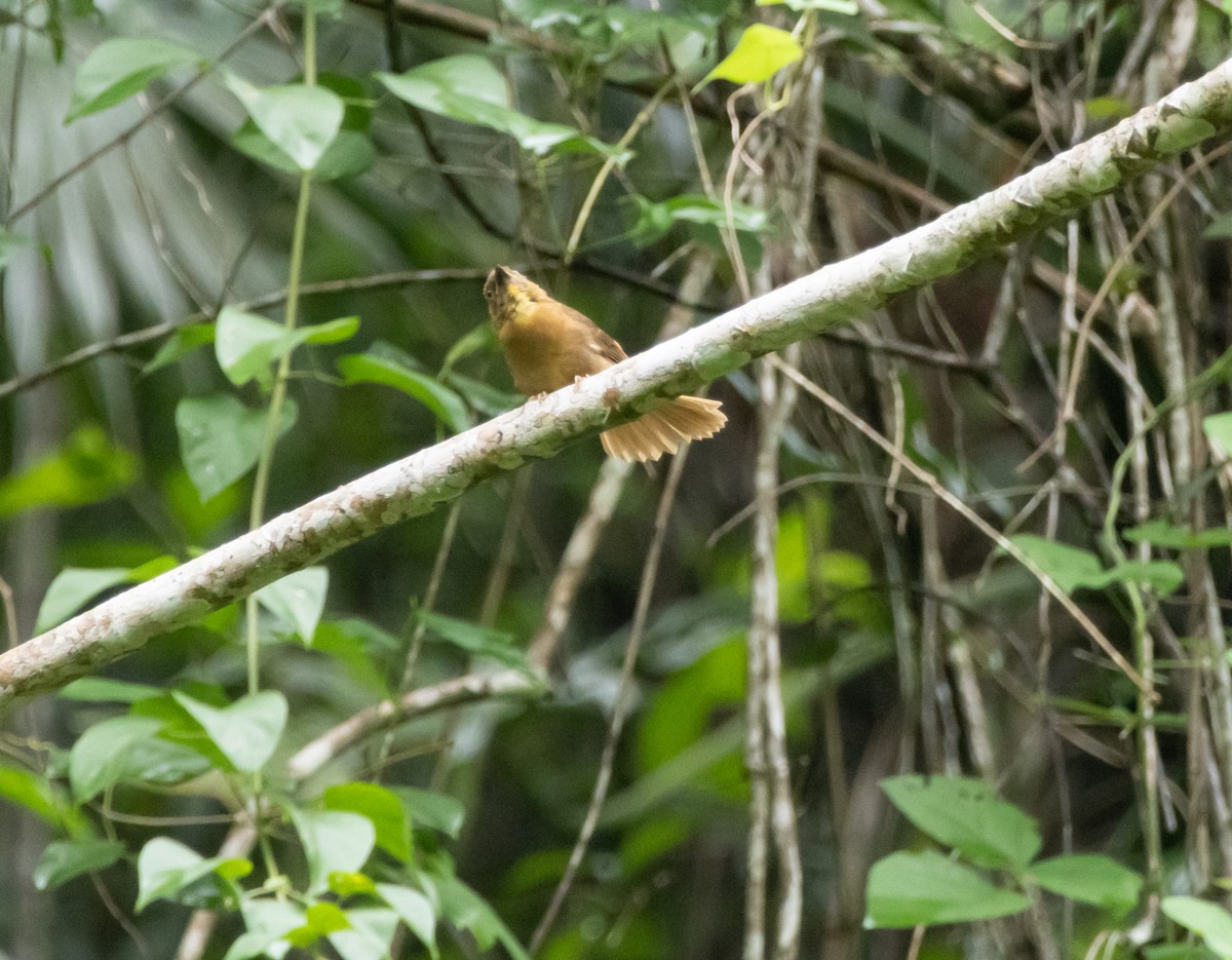 Habia à gorge rouge - ML644052512