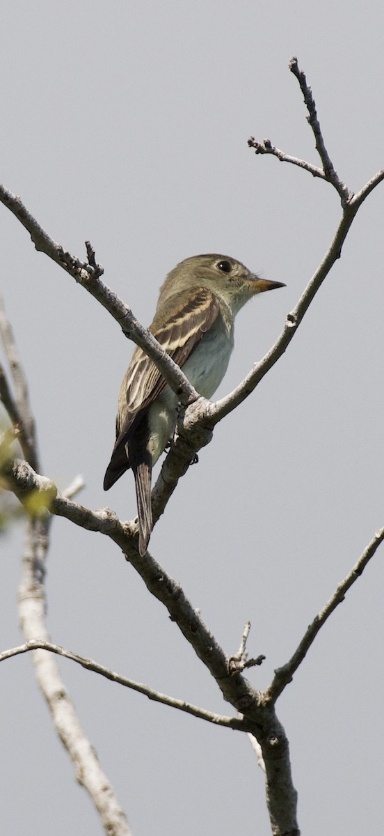 Pioui de l'Est - ML644052514