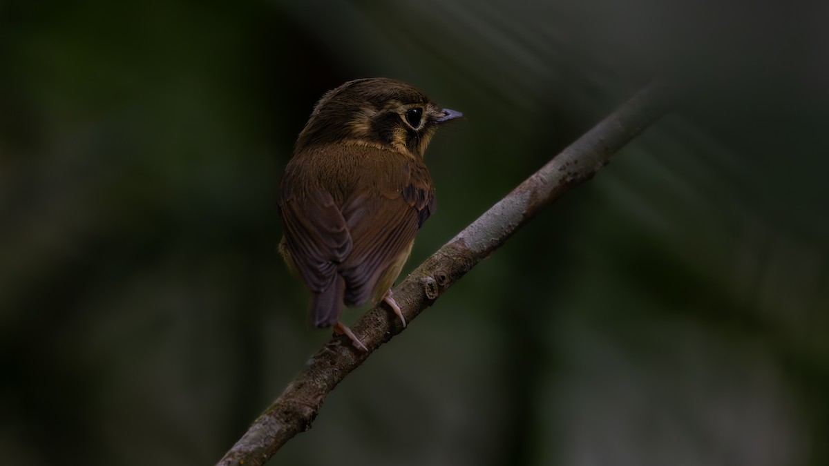 Gelbscheitel-Spatelschnabeltyrann - ML644052519