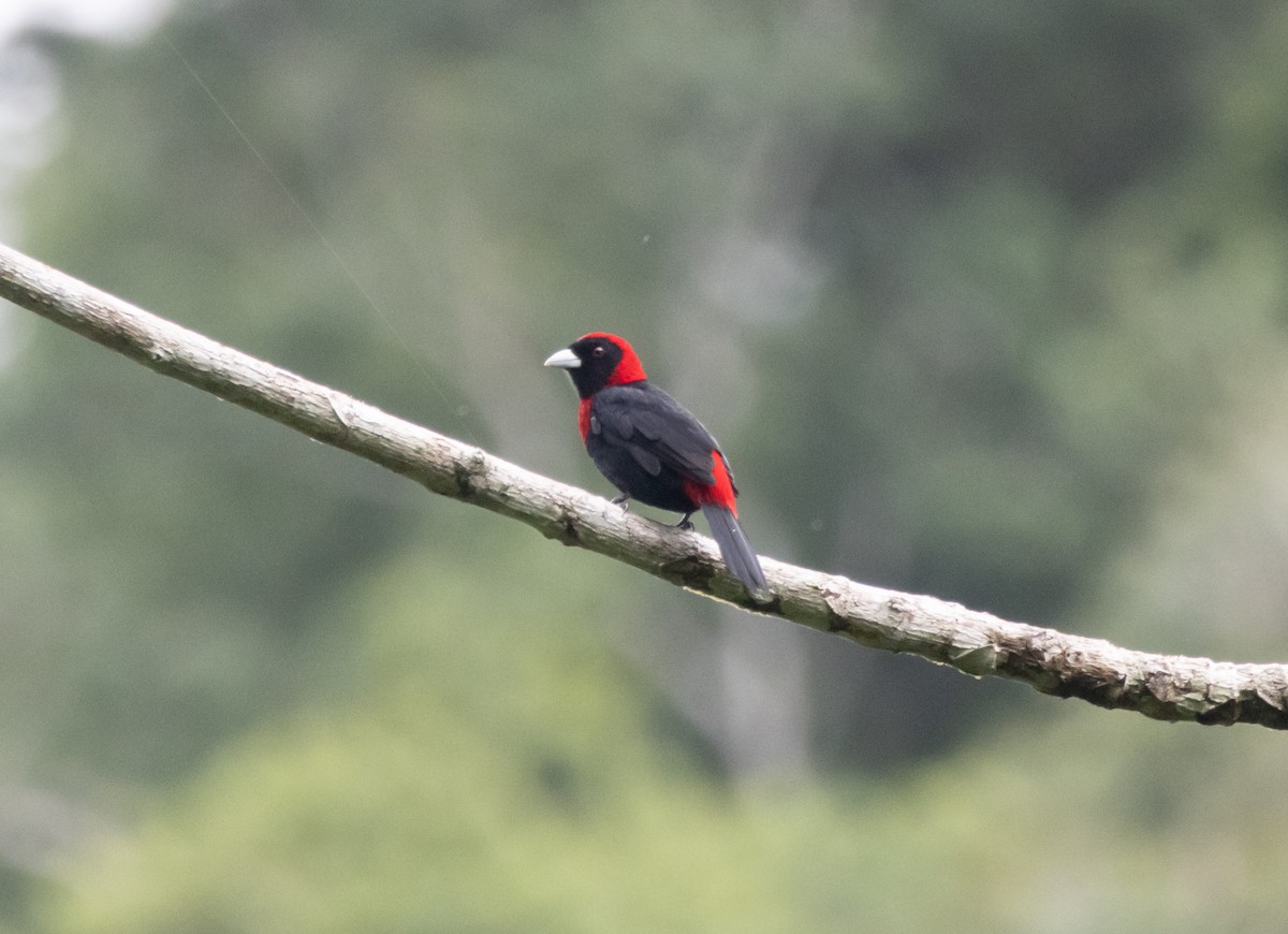 Tangara ceinturé - ML644052522