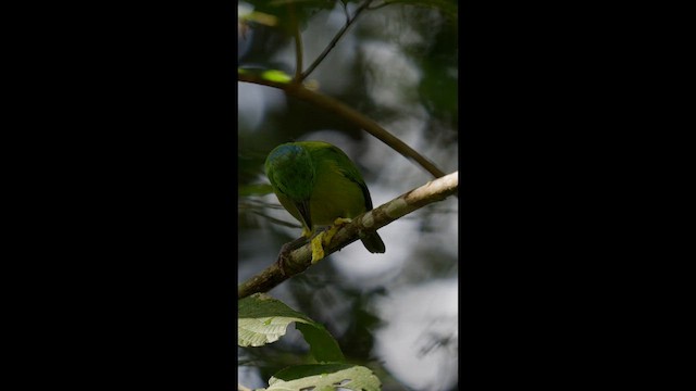 Green Shrike-Vireo - ML644052526
