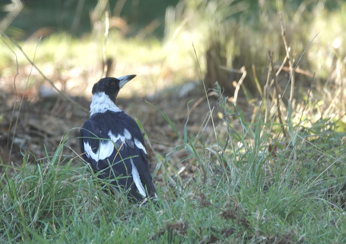 Australian Magpie - ML644052527