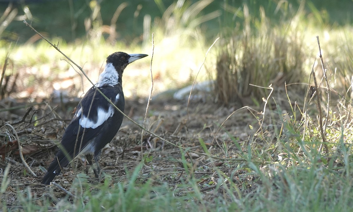 Australian Magpie - ML644052528