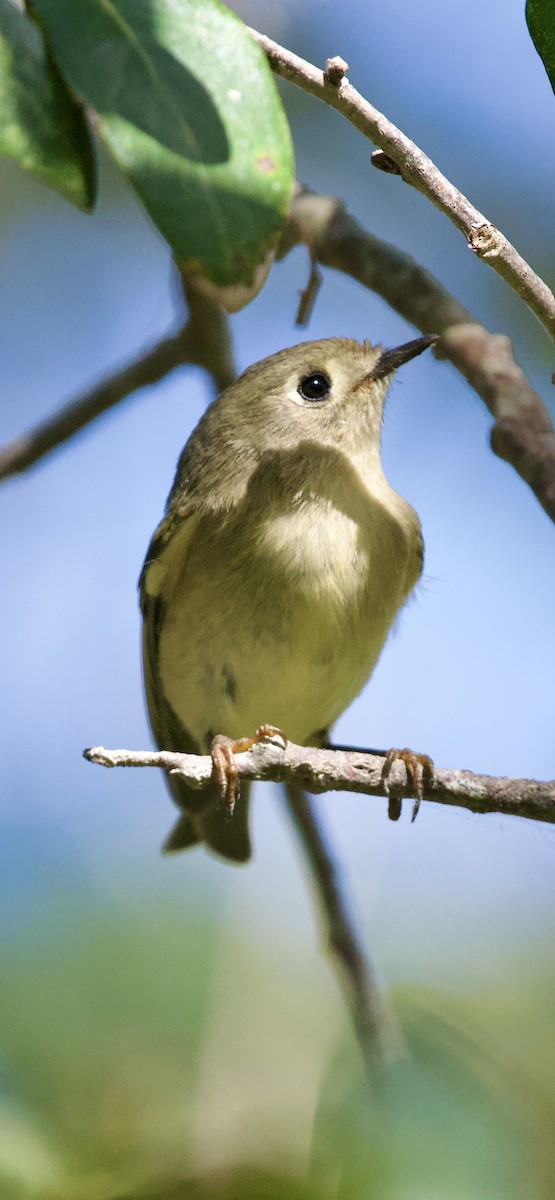 Ruby-crowned Kinglet - ML644052540