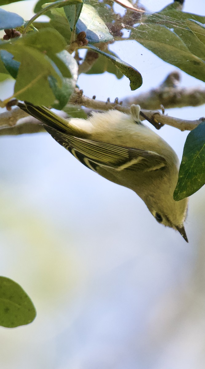 Ruby-crowned Kinglet - ML644052541