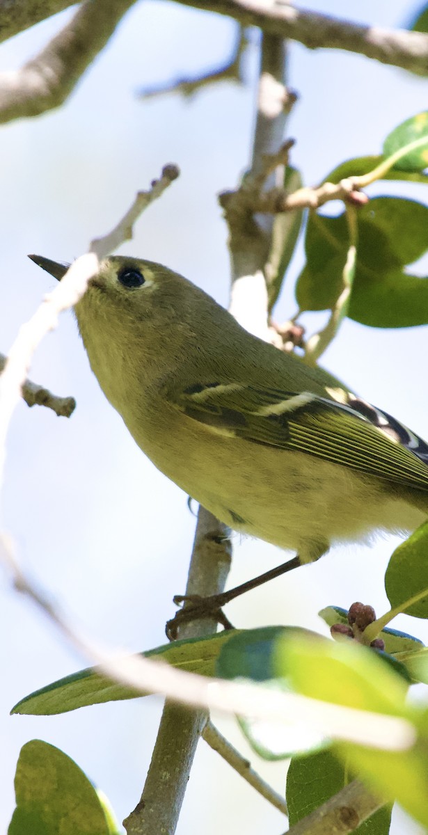 Ruby-crowned Kinglet - ML644052542