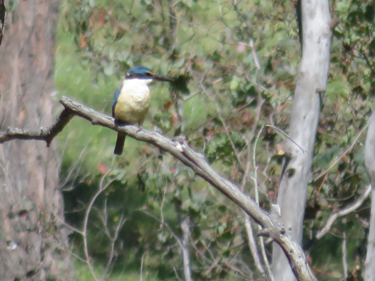 Альціон священний - ML644052543