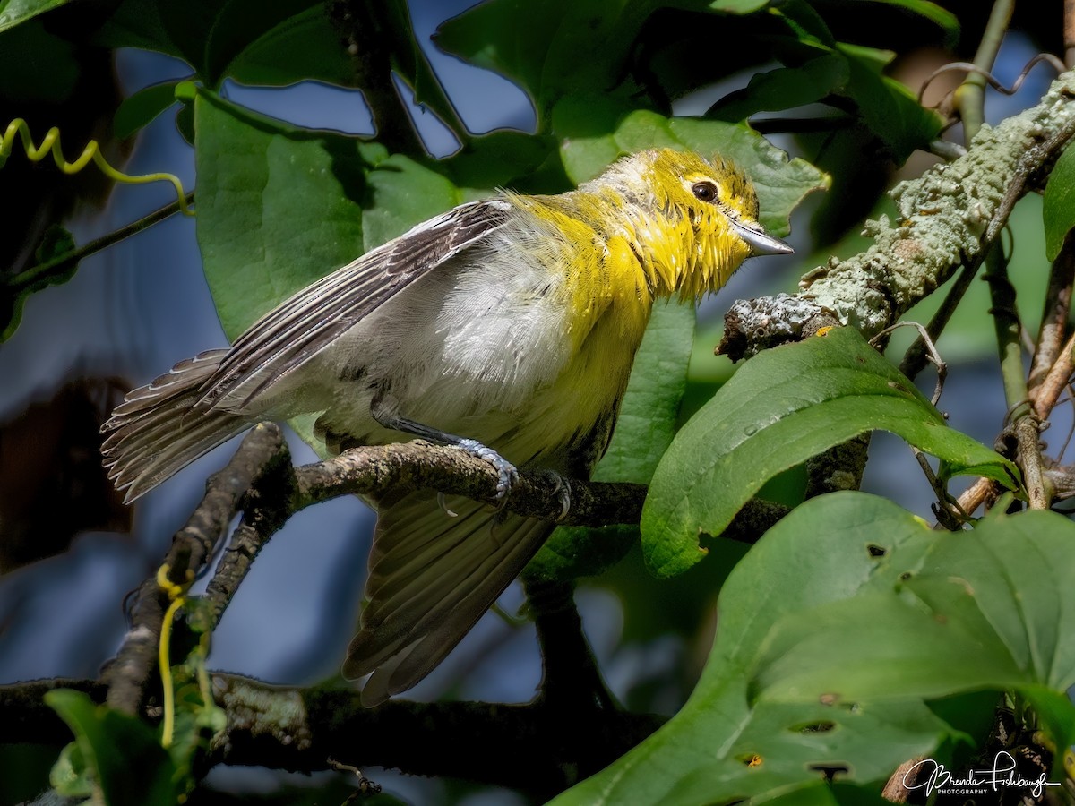 Sarı Gerdanlı Vireo - ML644052544