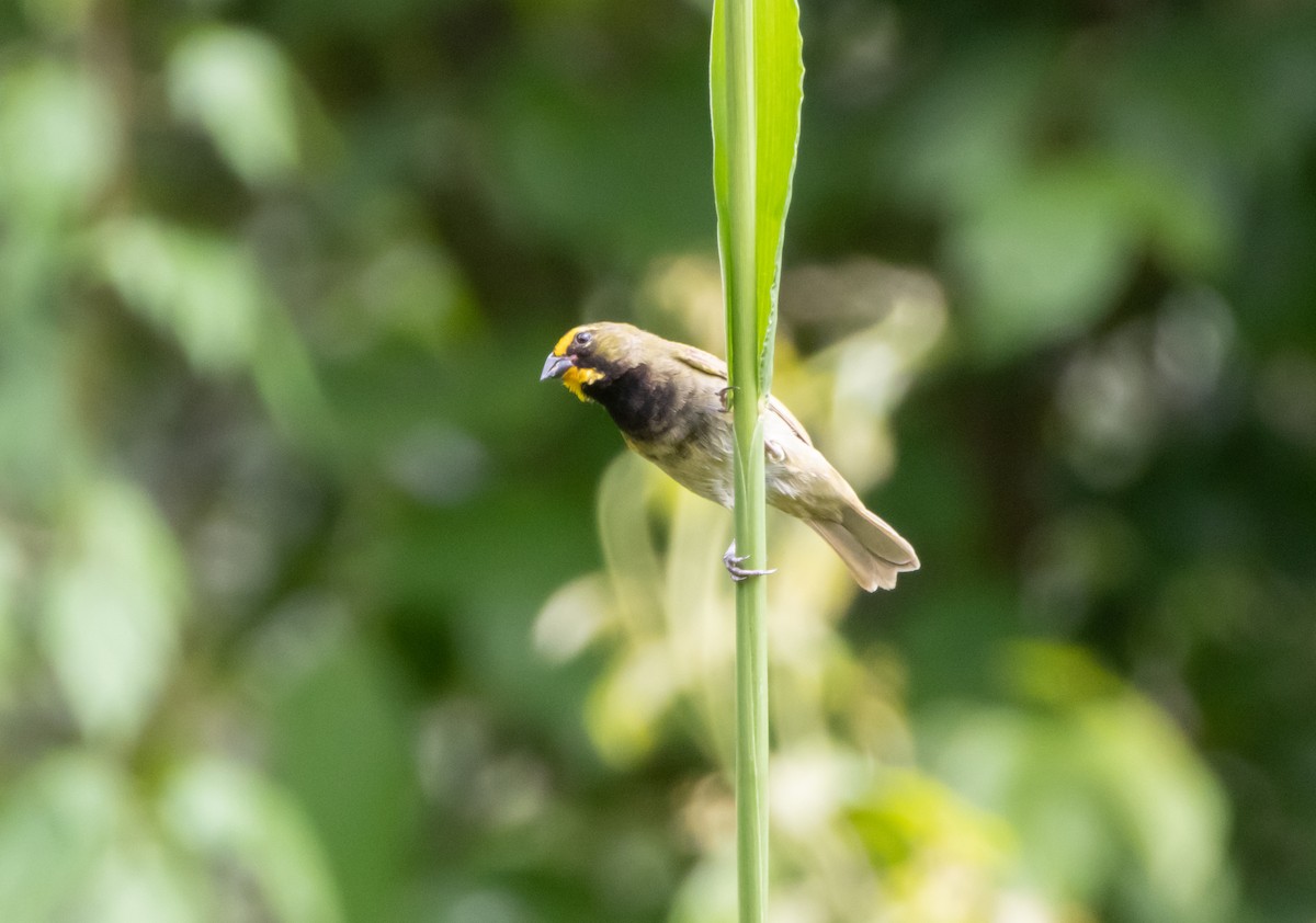 Yellow-faced Grassquit - ML644052549