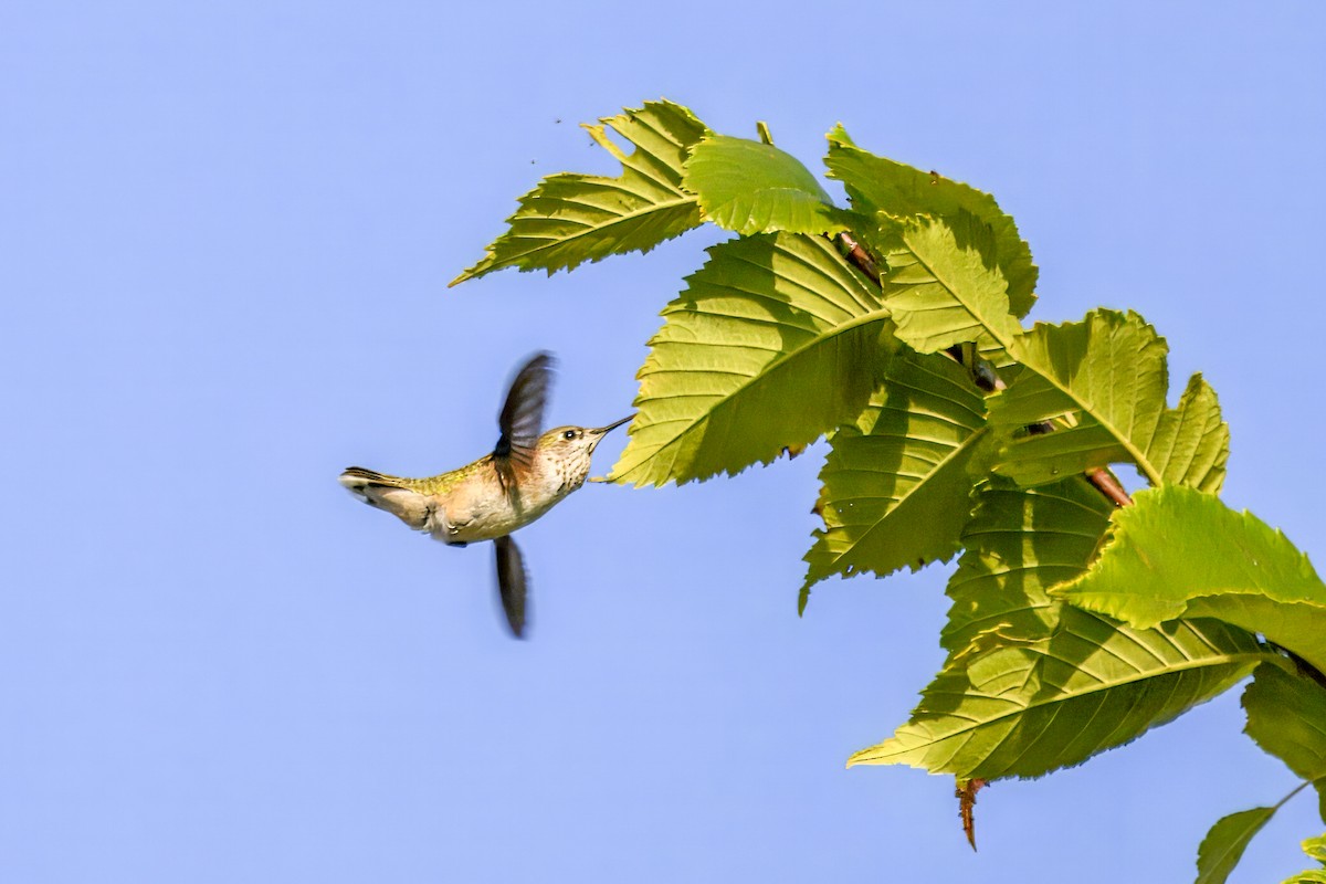 Calliope Hummingbird - ML644052559