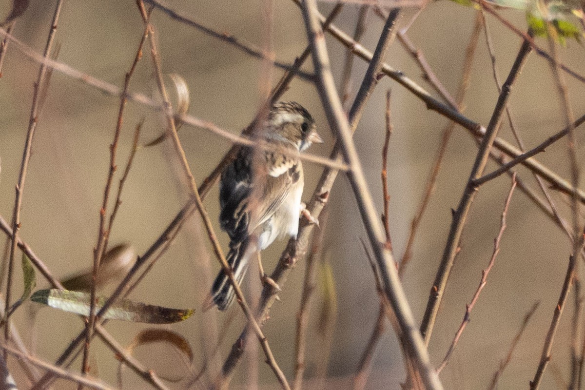 Clay-colored Sparrow - ML644052566