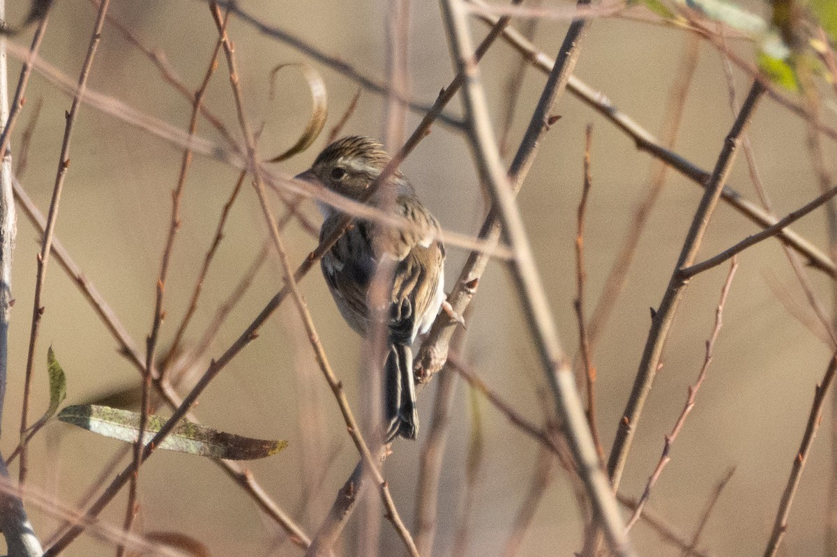 Clay-colored Sparrow - ML644052567