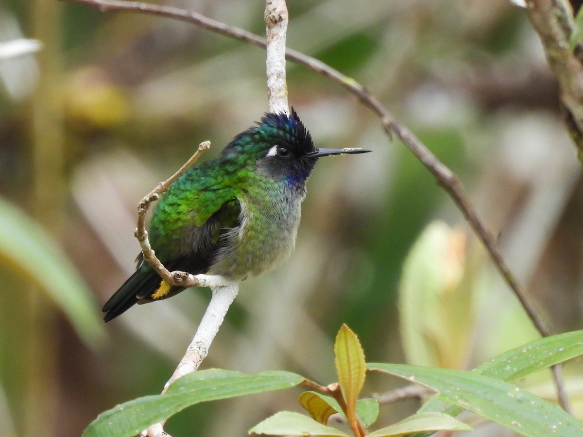 スミレガシラハチドリ - ML644052585