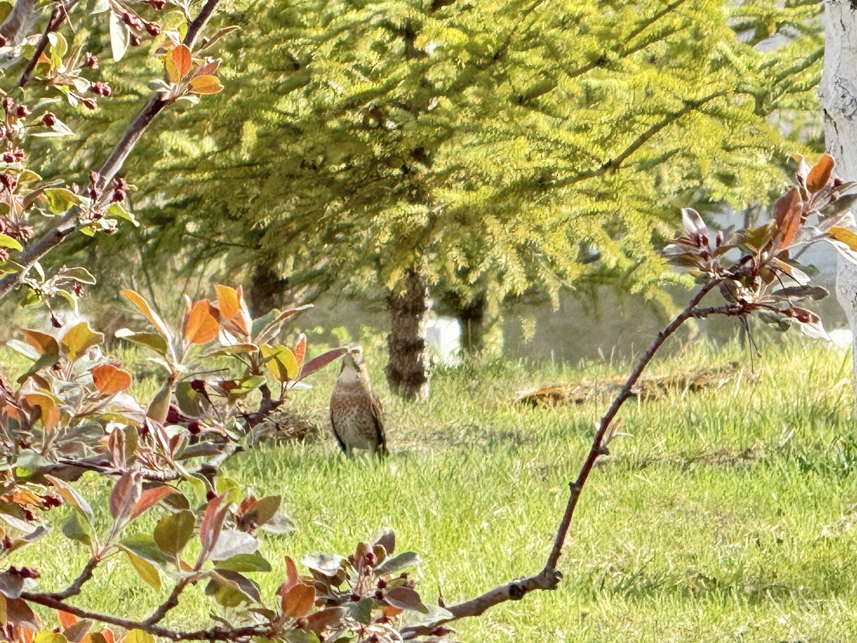 Naumann's Thrush - ML644052598