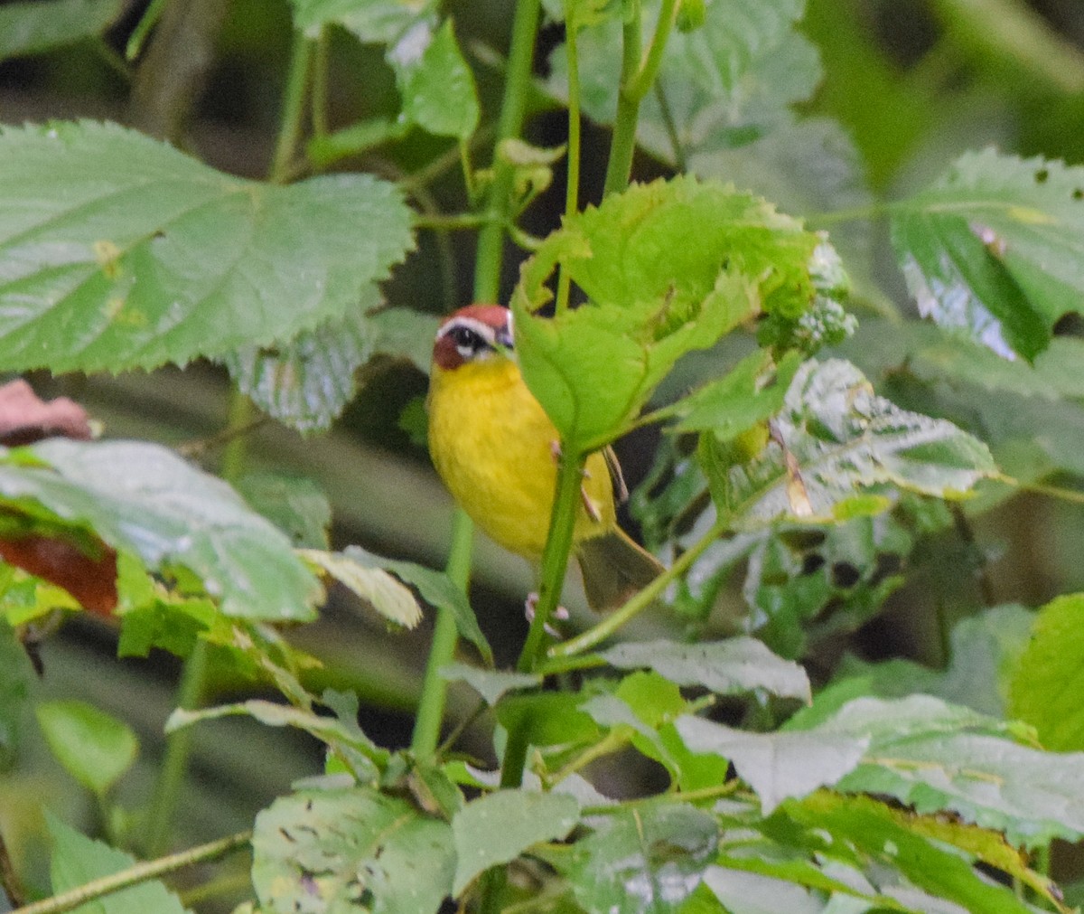 Chestnut-capped Warbler - ML644052610