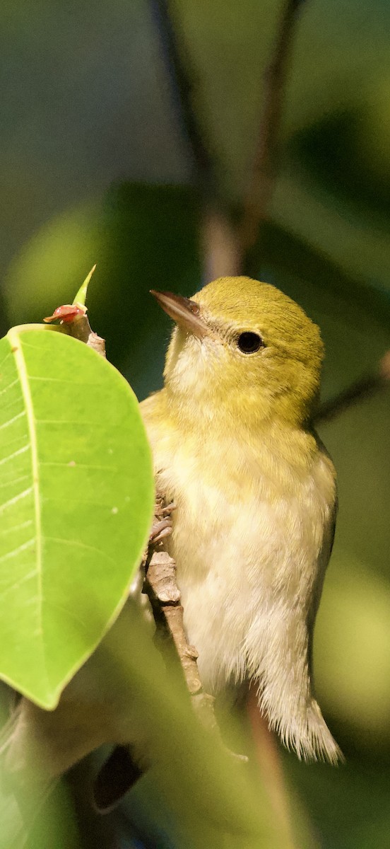 Bay-breasted Warbler - ML644052619