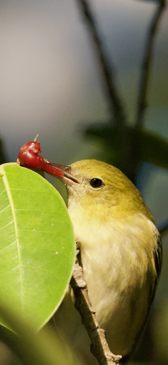Bay-breasted Warbler - ML644052620